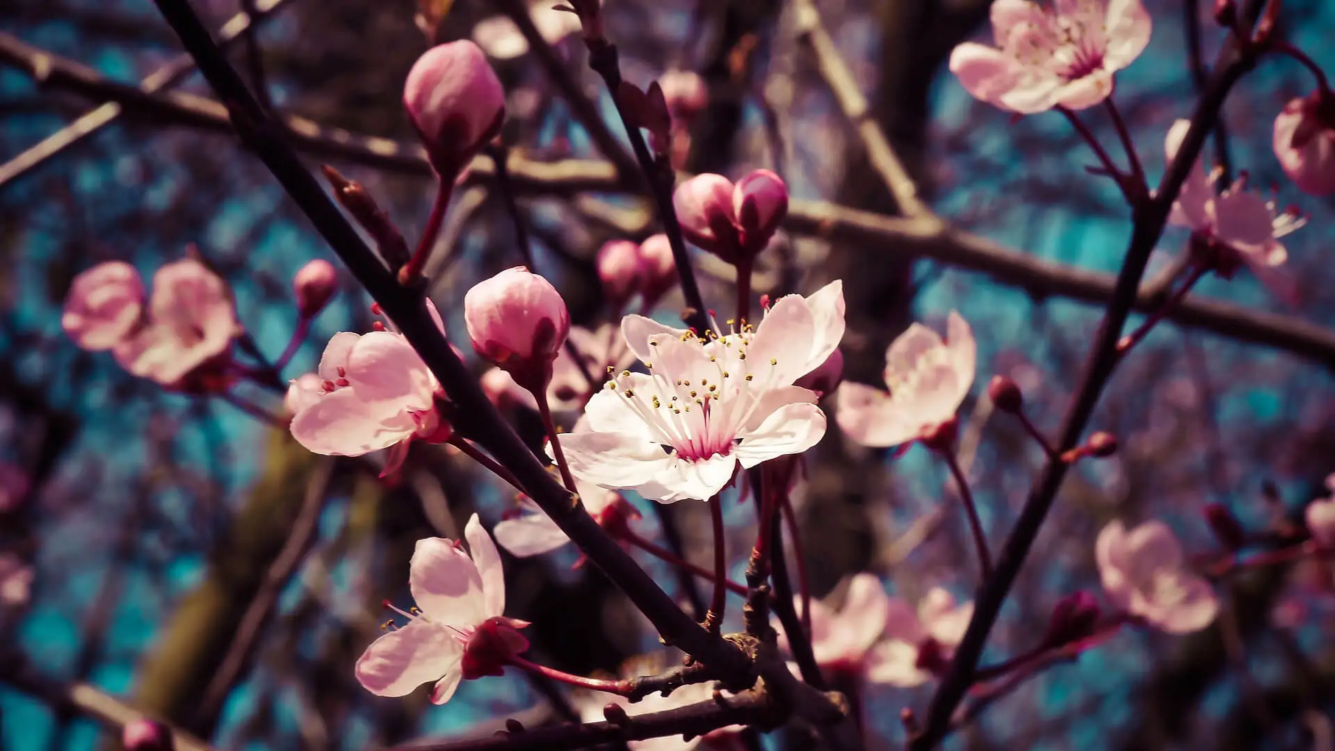 Cherry Blossoms