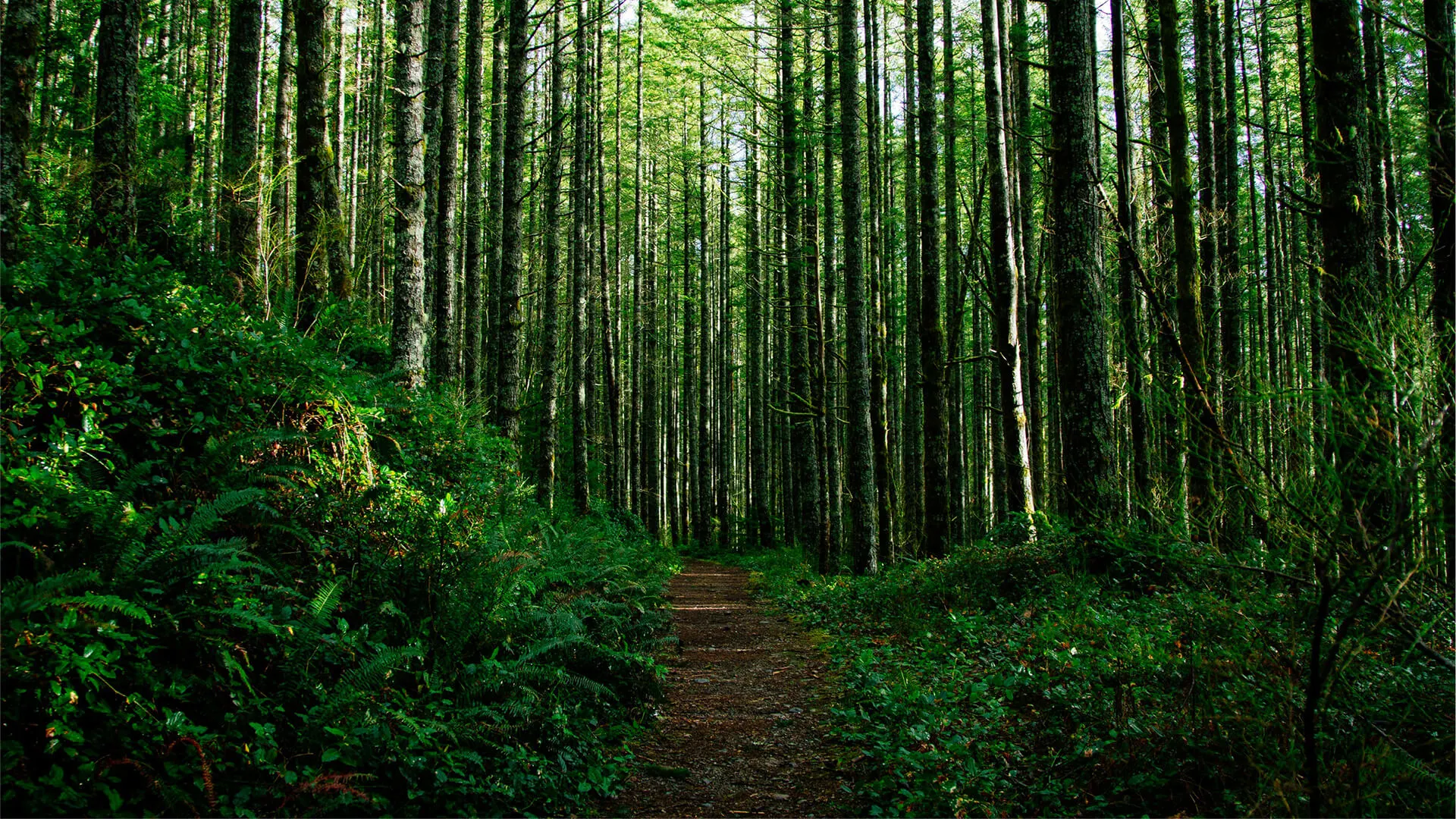 Trail in the Woods