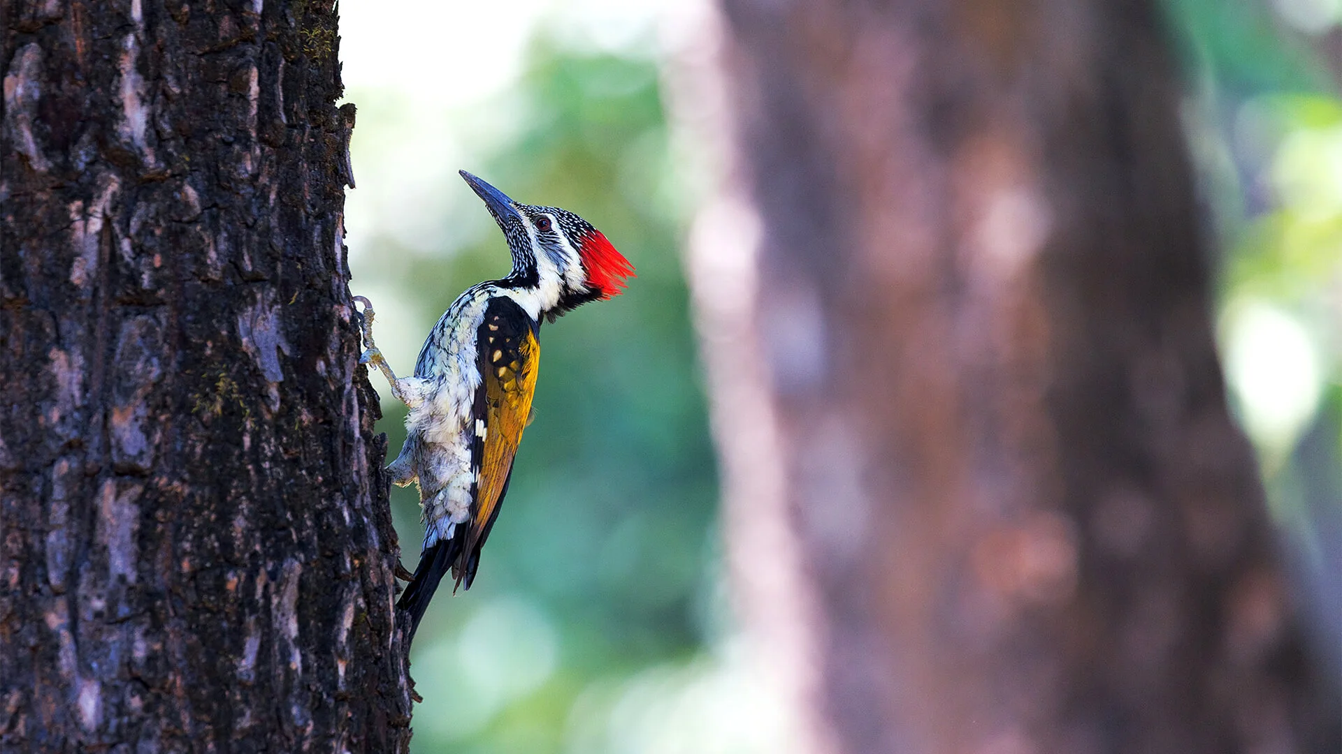 A Woodpecker on a Tree Trunk